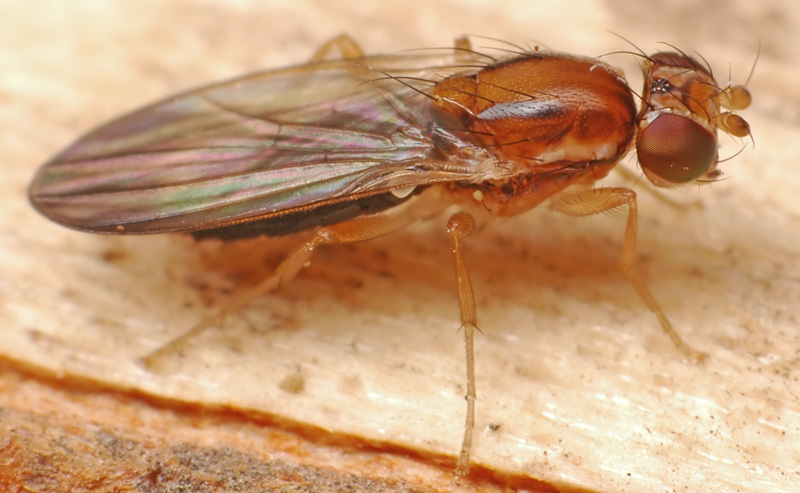 Clusiidae: Clusiodes ruficollis (female) (1)