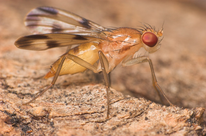 Clusiidae: Clusia tigrina (female) (1)