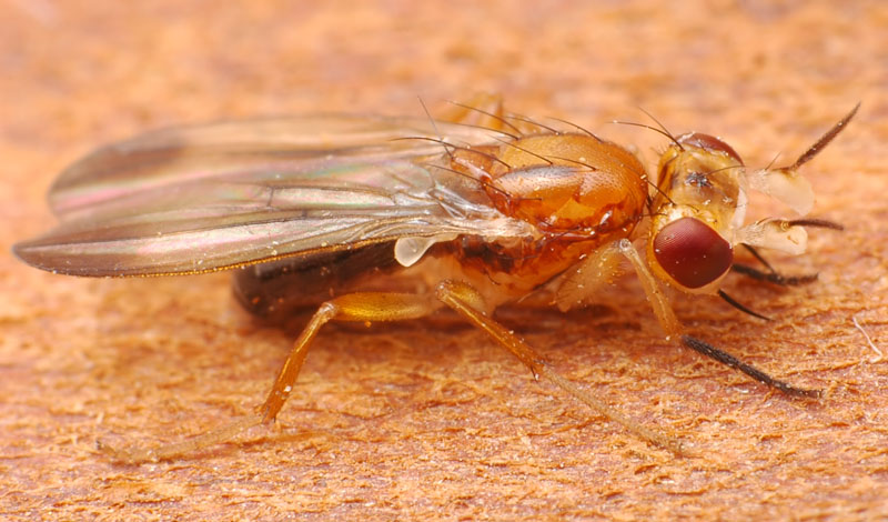 Clusiidae: Hendelia beckeri (male) (1)