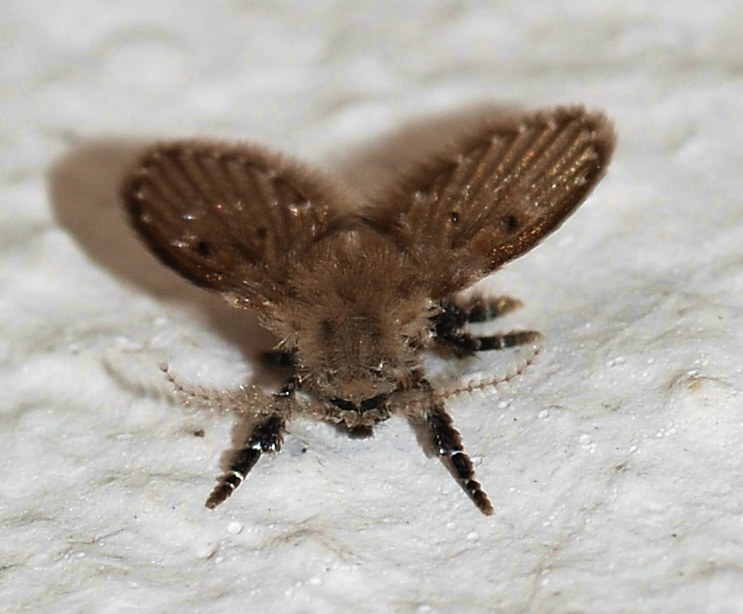 Psychodidae: Clogmia albipunctata (2)