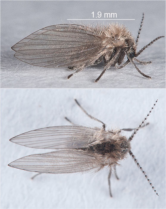 Psychodidae: Psychoda albipennis agg. sp. (1)
