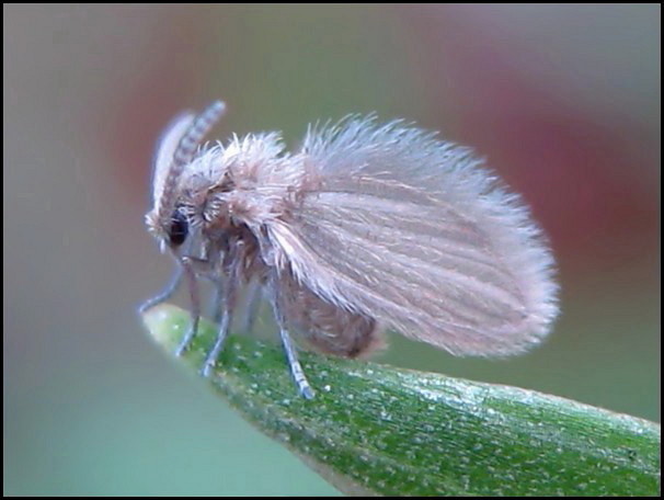 Psychodidae: Psychoda sp. (1)