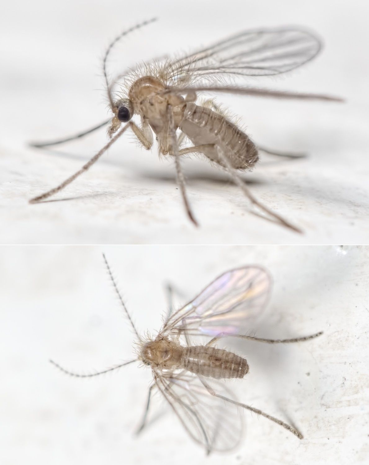 Psychodidae: Sycorax sp. (2)