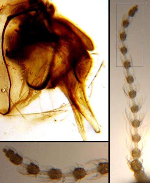 Psychodidae: Psychoda alternata (female) (4)