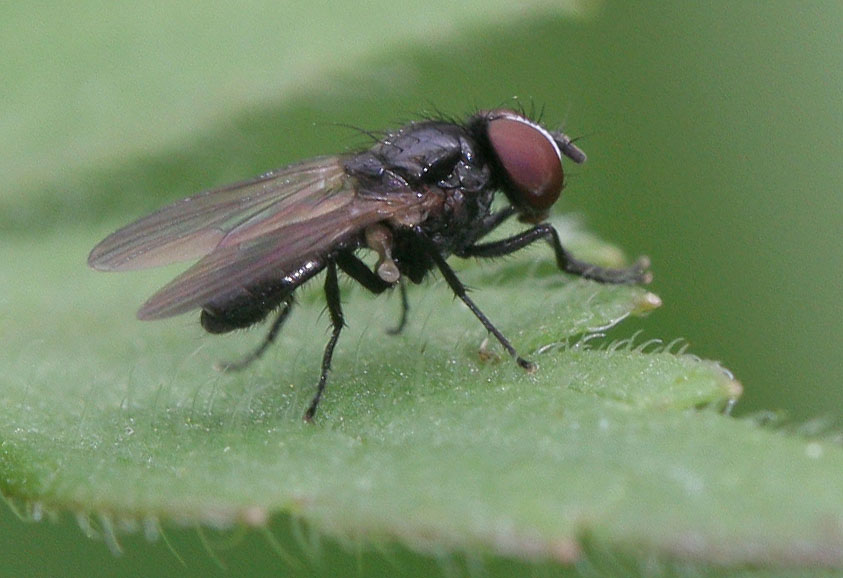 Fanniidae: Fannia postica (male) (4)