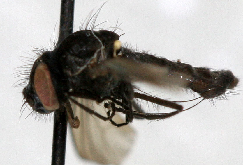 Fanniidae: Fannia biseta (male) (1)