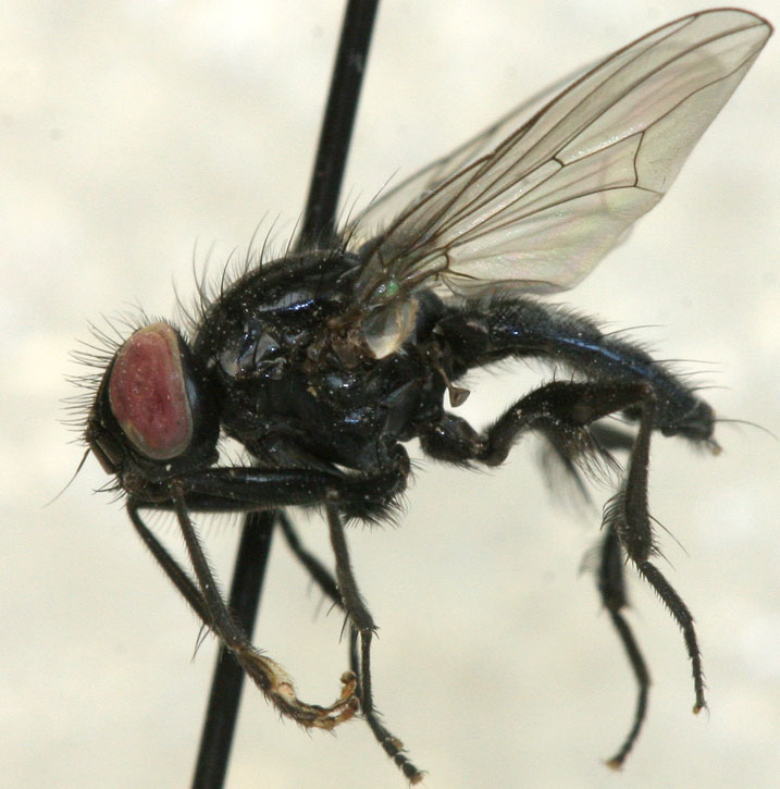 Fanniidae: Fannia schnusei (male) (1)