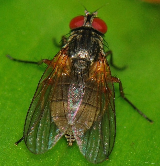 Fanniidae: Fannia lustrator (female) (4)