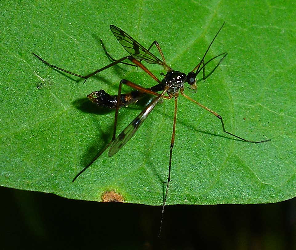 Ptychopteridae: Ptychoptera contaminata (male) (2)