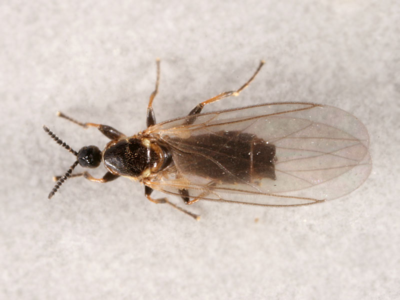 Scatopsidae: Apiloscatopse picea (male) (2)