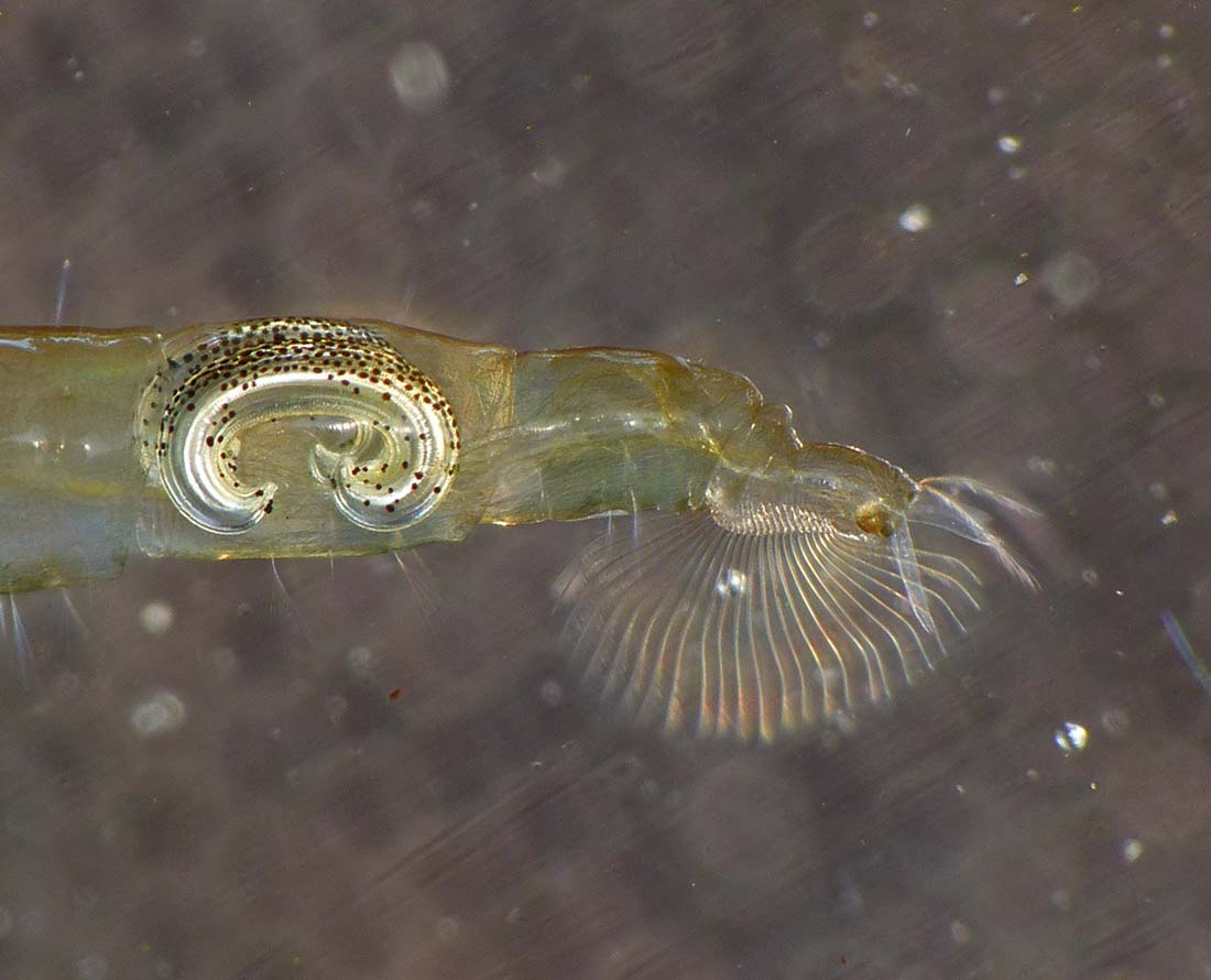 Chaoboridae: Chaoborus (Chaoborus) obscuripes (larva) (5)