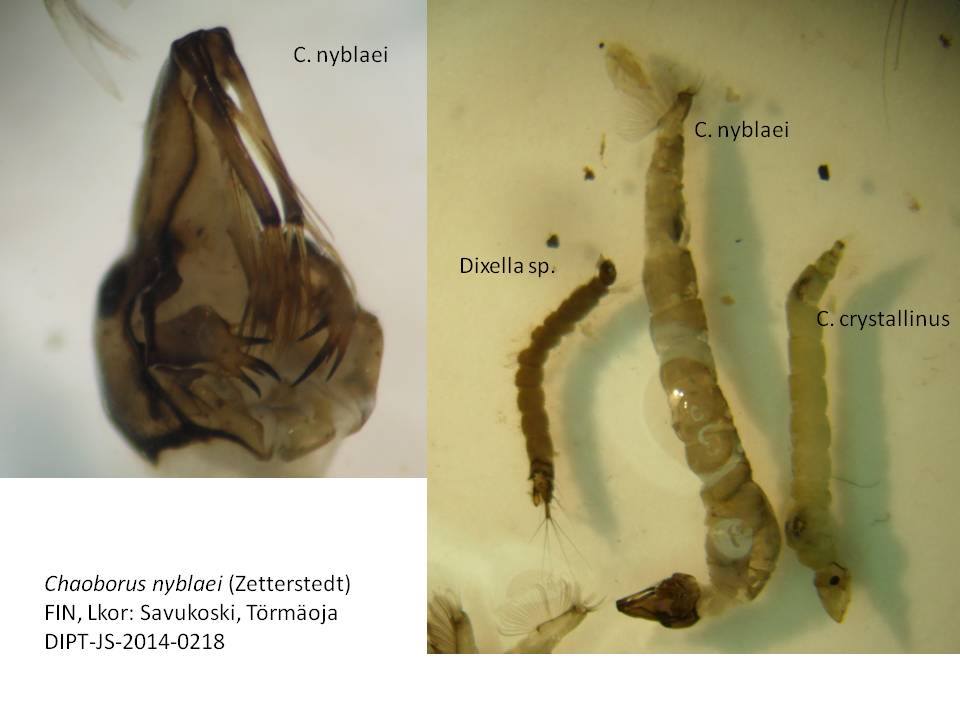 Chaoboridae: Chaoborus (Schadonophasma) nyblaei (larvae) (1)