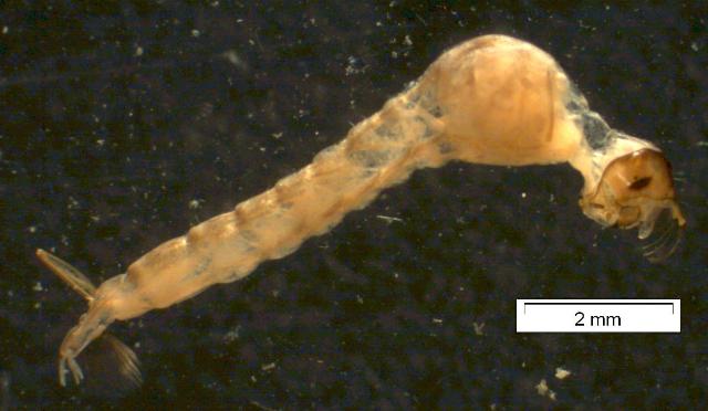 Chaoboridae: Mochlonyx velutinus (larva) (1)