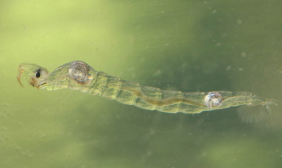 Chaoboridae: Chaoborus (Chaoborus) crystallinus (larva) (1)