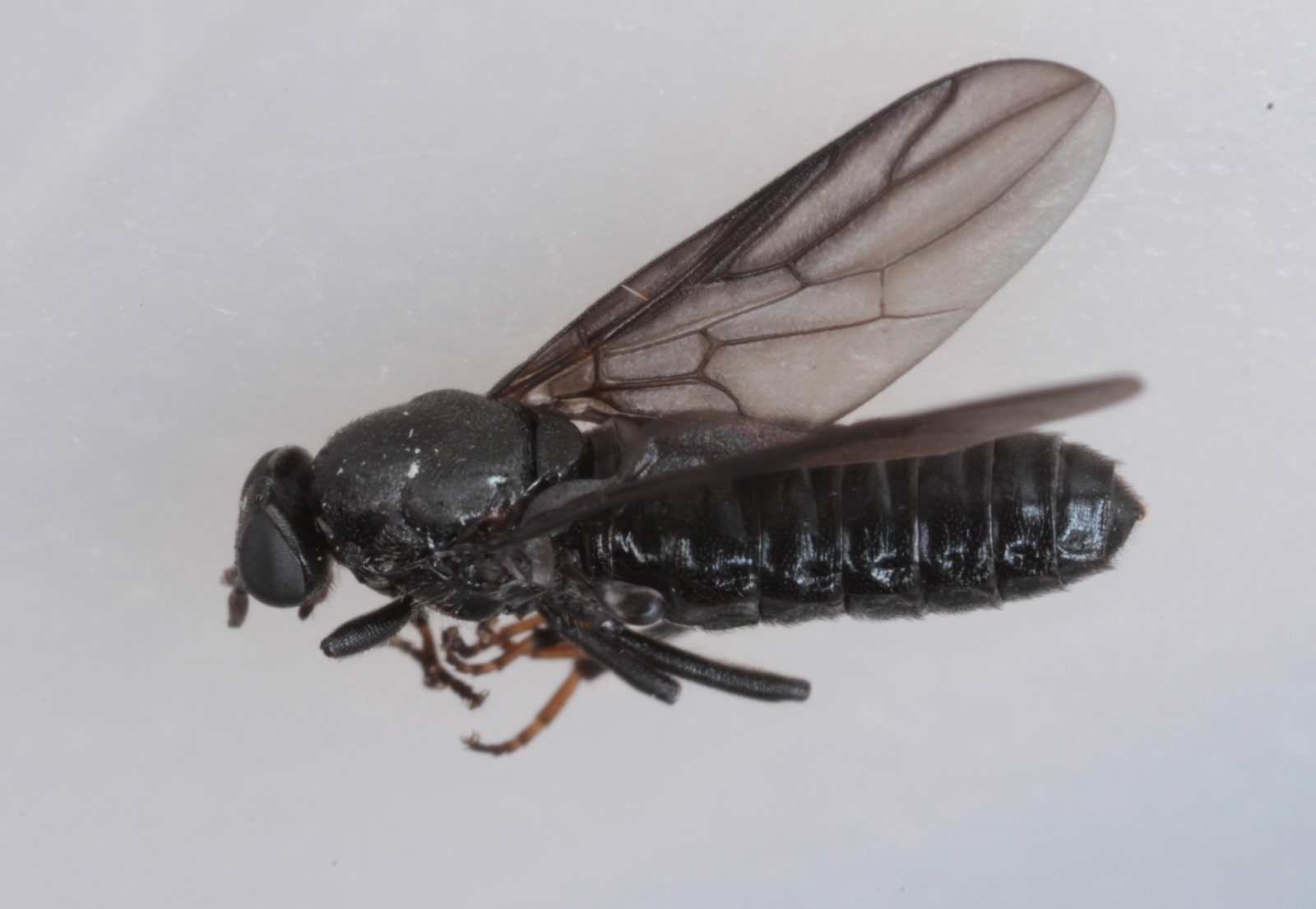 Scenopinidae: Scenopinus niger (female) (2)