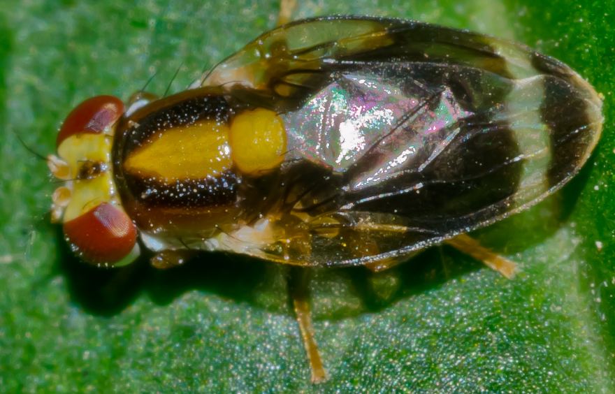 Periscelididae: Scutops sp. (2)