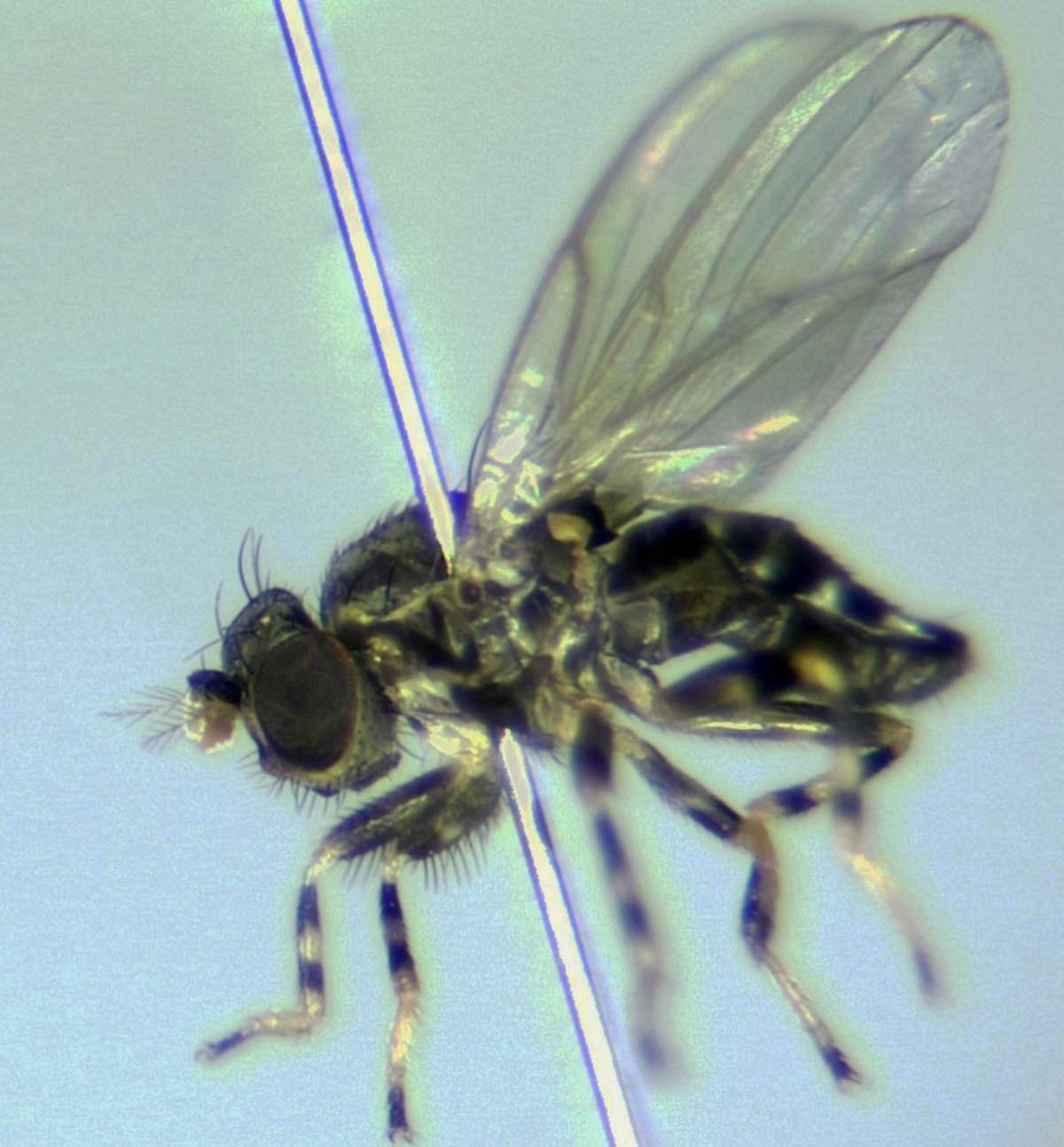 Periscelididae: Periscelis annulata (1)