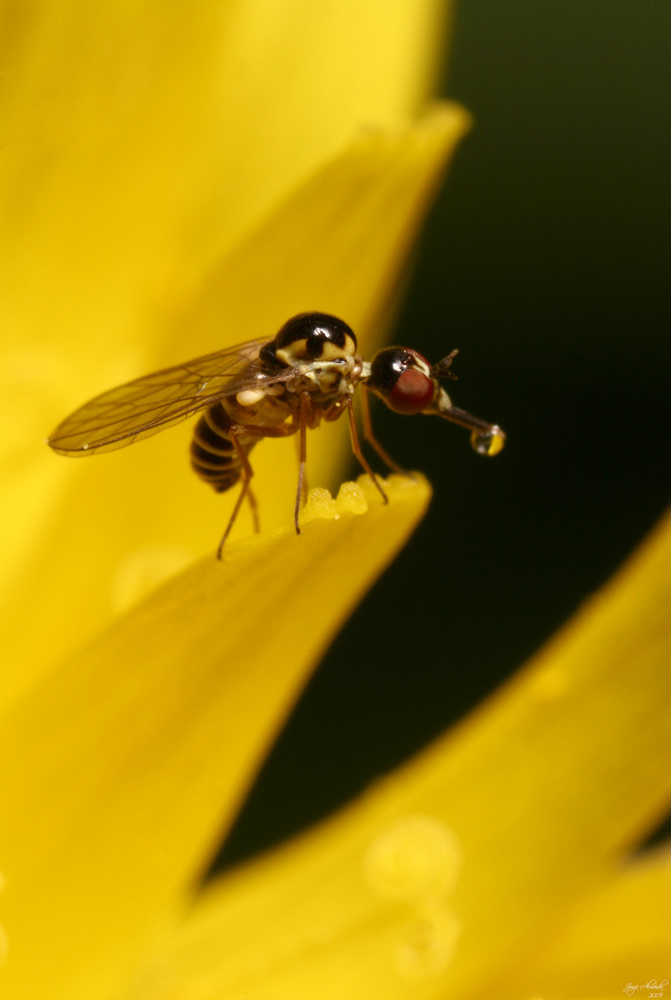 Mythicomyiidae: Cephalodromia nitens (2)