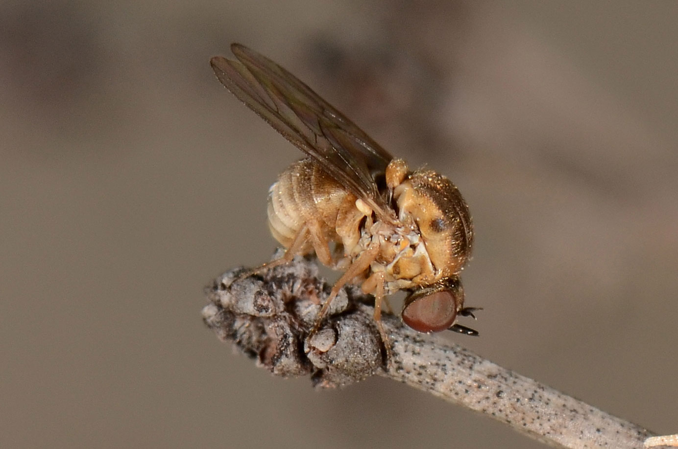 Mythicomyiidae:  Acridophagus flaviscutellaris (3)