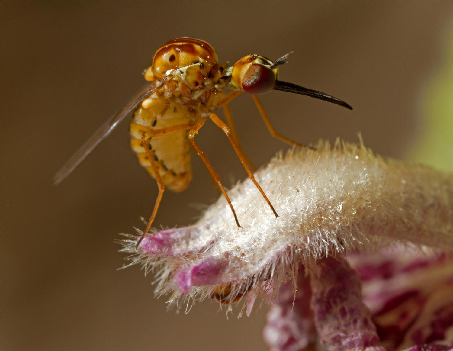 Mythicomyiidae: Cyrtisiopsis melleus (2)