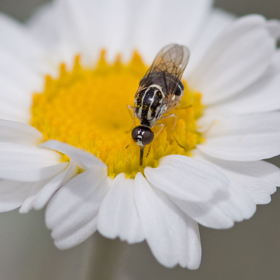 Mythicomyiidae: Platypygus chrysanthemi (2)