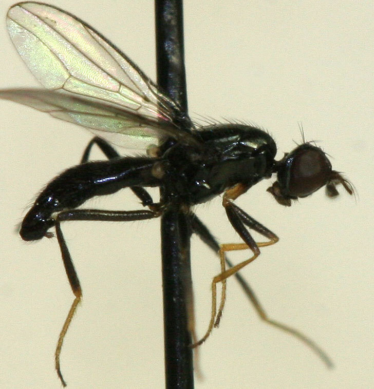 Strongylophthalmyidae: Strongylophthalmyia raricornis (male) (1)