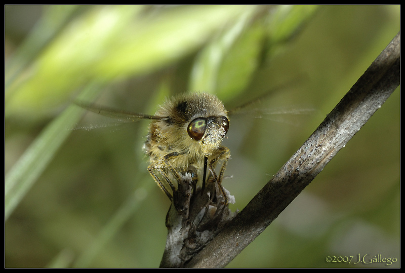 Nemestrinidae: Fallenia fasciata (3)
