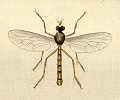 vermileonidae.gif
